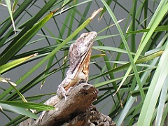 CairnsTC402 Kuranda Koala Gardens